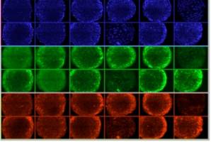 Researchers develop a better way to grow stem cells