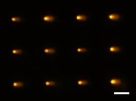 Researchers develop new tool for high throughput DNA damage analysis