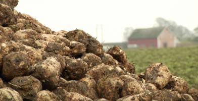 Researchers optimise sugar beet for bio-fertilisers