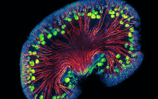 Researchers win award at the Royal Photographic Society Awards 2023