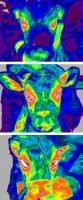 Researchers win EPSRC fellowship to develop AI for early disease diagnosis in calves