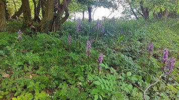 Rethinking Europe s nature reserves