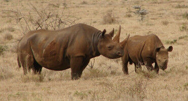 Rhino: documentary unravels the challenges rangers face, but that's not the whole story