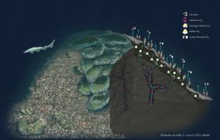 Rock-Dwelling Microbes Remove Methane from Deep Sea