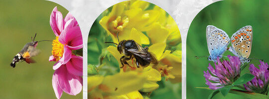 Safeguarding European Wild Pollinators