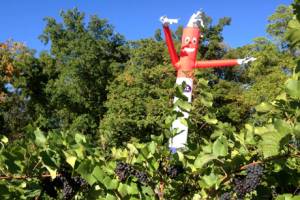 'Scary dancers' chase birds from fruit