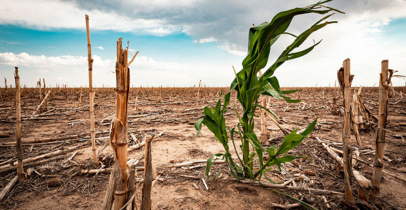D�rre in einem Maisfeld