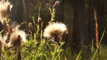 Scientist Awarded Competitive European Research Grant