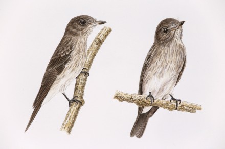 Sulawesi Streaked Flycatcher (Muscicapa sodhii). Images painted by Namsiang Teo.