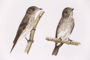 Scientists confirm new bird species in Indonesia '