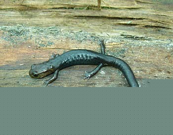 Scientists document salamander decline in Central America