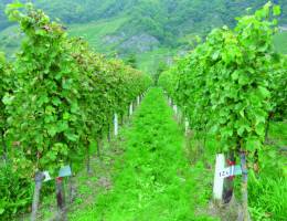 Scientists meet in Münster for the world's largest Chitin and Chitosan Conference