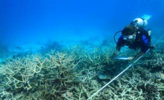 Scientists mobilise as bleaching returns to Great Barrier Reef