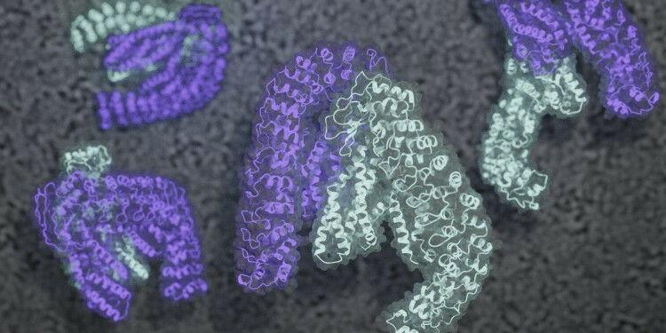 Molecular 3D model of a toxin (diameter eight nanometres) from cryogenic electro