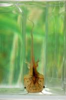 Scientists report first genome sequence of frog