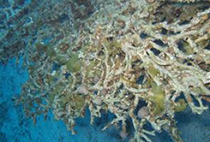 Sea of the living dead