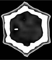 Secrets of honey-making by bees unveiled