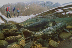 SFU and UBC researchers receive $1.25M to study cumulative effects on B.C. salmon