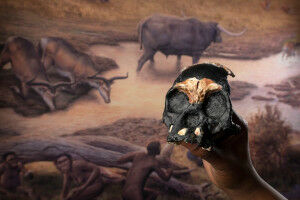 SFU caver among researchers unearthing new insights on ancient skull discovery