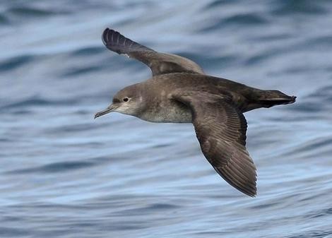 Little is known about the Shearwater&rsquo;s life at sea. Photo: Mark Darlaston