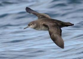 Shearwaters take 'females only' summer holiday