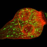 Shedding light on tapeworms