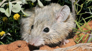 Shock find brings extinct mouse back from the dead