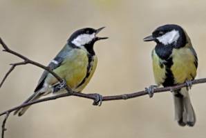 Shy male tits stick together, take more risks