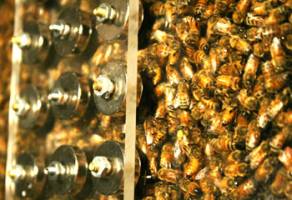 Sleepless honey bees miscommunicate, too, research shows