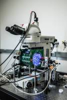 Small but Mighty: Fruit Fly Muscles