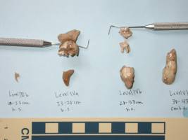 Small mammals at greater risk from global warming than was thought, Stanford biologists say