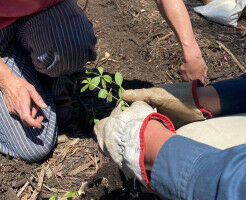 Small seeds for a big dream: how this ANU garden is growing our community