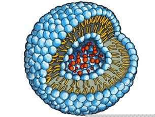 The drug molecules (red) are embedded in a water-filled cavity inside of the pho