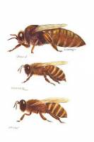 Social media abuzz about how to breed super queen bees