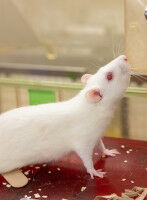 Social media campaigns on animal research recognised with Openness Award