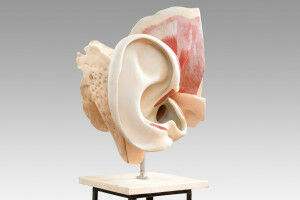 Special exhibition 'De Auribus' is dedicated to the ear