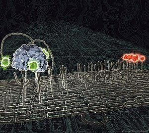 The latest installment in DNA nanotechnology has arrived: A molecular nanorobot 