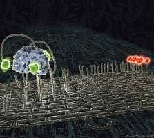 Spiders at the Nanoscale: Molecules that Behave Like Robots