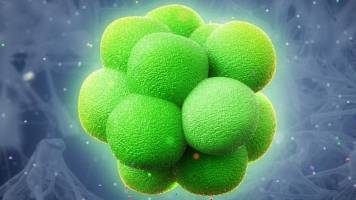 Squeezing cells into stem cells