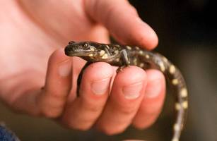 Stanford issues habitat conservation plan