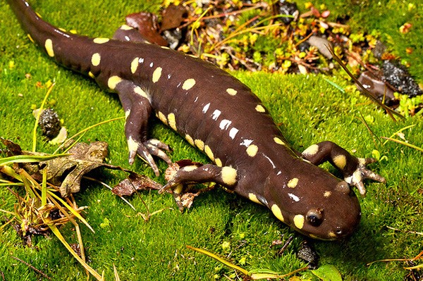 The California tiger salamander is among the species that are of long-term conce