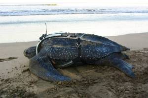 Stanford research offers new insight into leatherback turtles' behavior