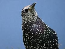 Starlings, like human shoppers, are influenced by context