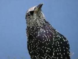 Starlings give clue to irrational preferences