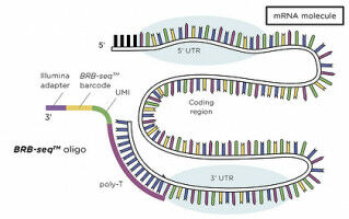 Startup brings RNA sequencing into the age of big data