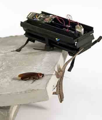 Not only roaches, but geckos and the robot DASH can rapidly reverse direction wh