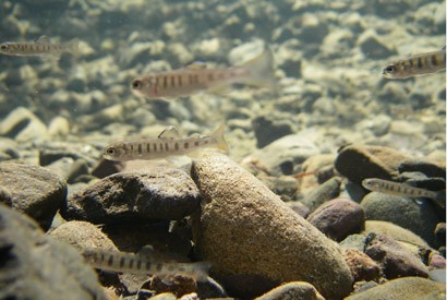 Juvenile steelhead trout, shown here in a small stream pool, are hit hard when w