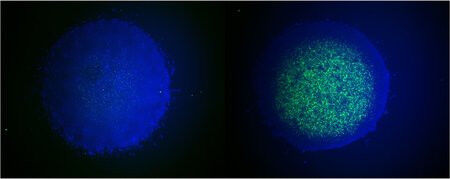 Avian stem cells in culture (blue, left) that be efficiently converted in large 