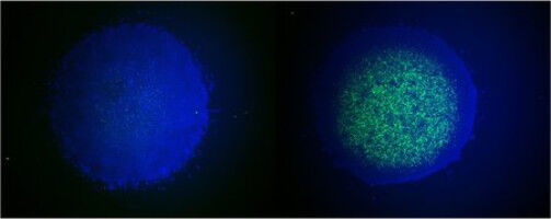 Stem Cell Technique Could Preserve Endangered Bird Species