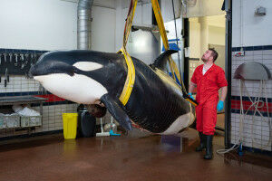 Stranded orca examined by Utrecht University